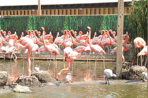 Flamingos at the Stone Zoo